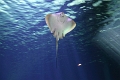 01_ocearium_044