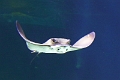 01_ocearium_045