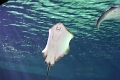 01_ocearium_047