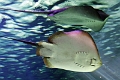01_ocearium_048