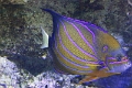 01_ocearium_056