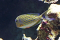 01_ocearium_057
