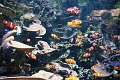 01_ocearium_059