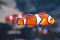 01_ocearium_060