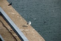 05_escale_atlantique_019