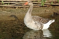 11_la_briere_006