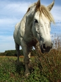 11_la_briere_020