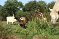 11_la_briere_026