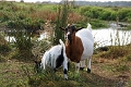 11_la_briere_028