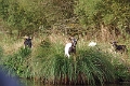 11_la_briere_056