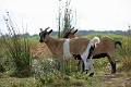 11_la_briere_060