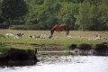 11_la_briere_063