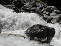 trient_012