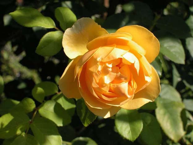 yvoire_jardin_009.jpg