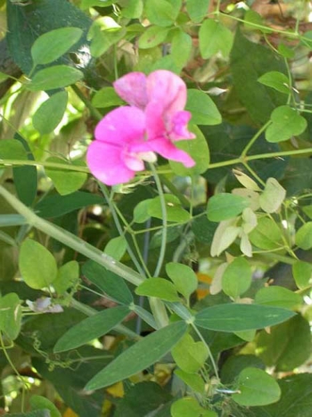 yvoire_jardin_010.jpg