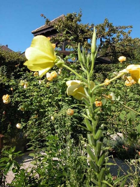 yvoire_jardin_012.jpg