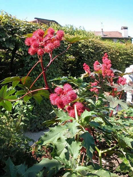 yvoire_jardin_024.jpg