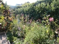 yvoire_jardin_001