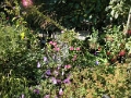 yvoire_jardin_002