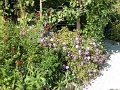 yvoire_jardin_003