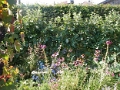 yvoire_jardin_004