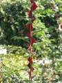yvoire_jardin_008
