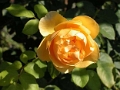 yvoire_jardin_009