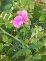yvoire_jardin_010