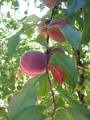 yvoire_jardin_011
