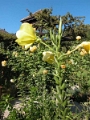 yvoire_jardin_012