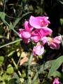 yvoire_jardin_013