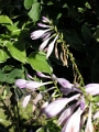 yvoire_jardin_014