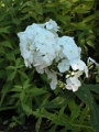 yvoire_jardin_015