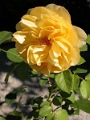 yvoire_jardin_016