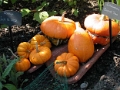 yvoire_jardin_019