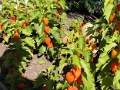 yvoire_jardin_021