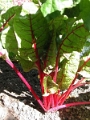 yvoire_jardin_022