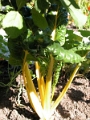 yvoire_jardin_023