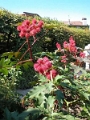 yvoire_jardin_024