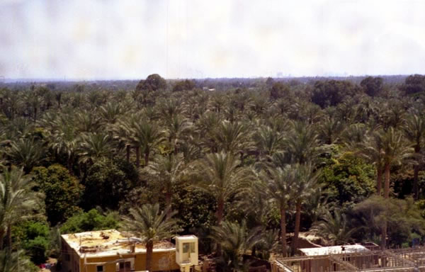 saqq_14_jpg.jpg