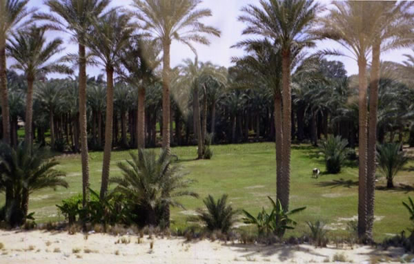 saqq_15_jpg.jpg