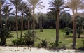 saqq_15_jpg