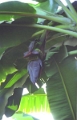 bana_05_jpg