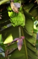 bana_08_jpg