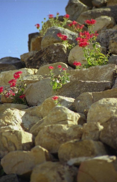 monte_alban_012.jpg