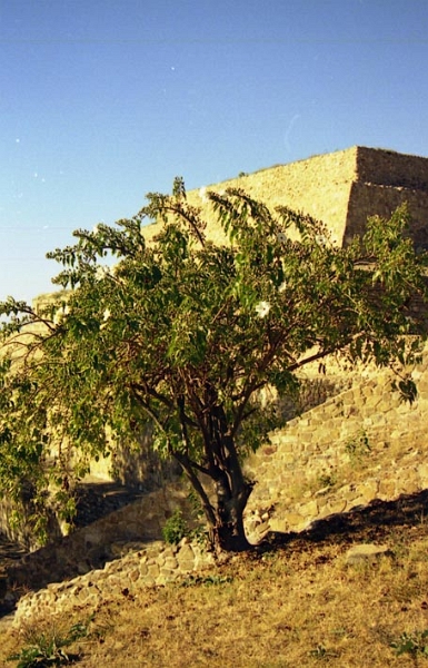monte_alban_018.jpg