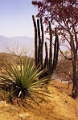 monte_alban_015