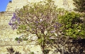 monte_alban_017