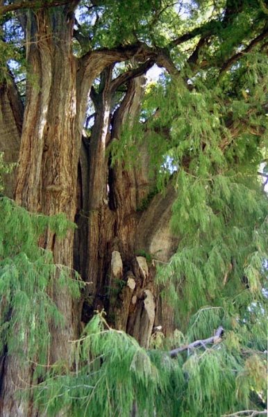 tule_002.jpg