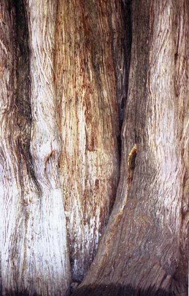 tule_007.jpg